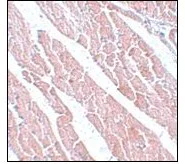 Immunohistochemistry (Formalin/PFA-fixed paraffin-embedded sections) - Anti-TMEM184C antibody (AB106719)