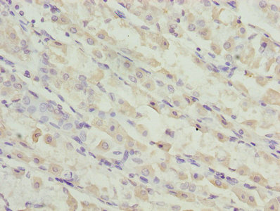 Immunohistochemistry (Formalin/PFA-fixed paraffin-embedded sections) - Anti-TMEM19 antibody (AB236852)