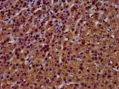 Immunohistochemistry (Formalin/PFA-fixed paraffin-embedded sections) - Anti-TMEM192 antibody (AB236858)