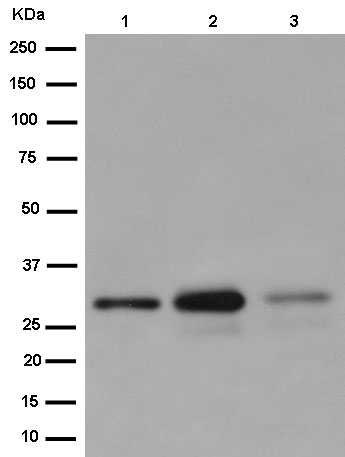 Western blot - Anti-TMEM192 antibody [EPR14330-67] (AB186737), expandable thumbnail