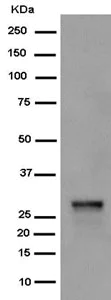 Western blot - Anti-TMEM192 antibody [EPR14330] - BSA and Azide free (AB250834)