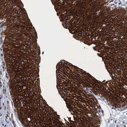 Immunohistochemistry (Formalin/PFA-fixed paraffin-embedded sections) - Anti-TMEM205 antibody (AB224516), expandable thumbnail