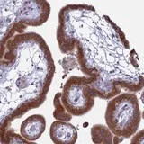 Immunohistochemistry (Formalin/PFA-fixed paraffin-embedded sections) - Anti-TMEM208 antibody (AB126292)