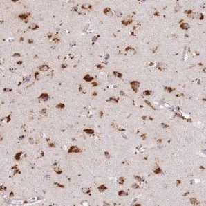 Immunohistochemistry (Formalin/PFA-fixed paraffin-embedded sections) - Anti-TMEM229B antibody (AB126378)