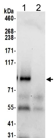 Immunoprecipitation - Anti-TMEM24 antibody (AB205949)