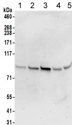 Western blot - Anti-TMEM24 antibody (AB205949)