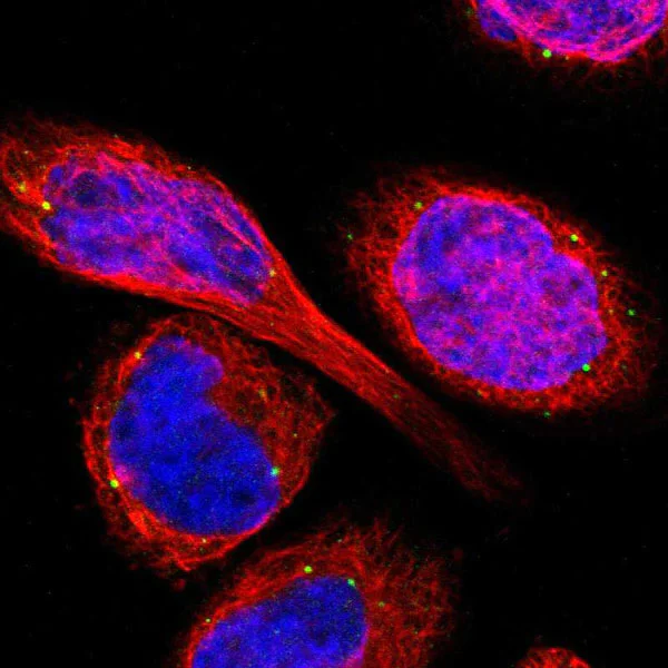 Immunocytochemistry/ Immunofluorescence - Anti-TMEM25 antibody (AB121362)