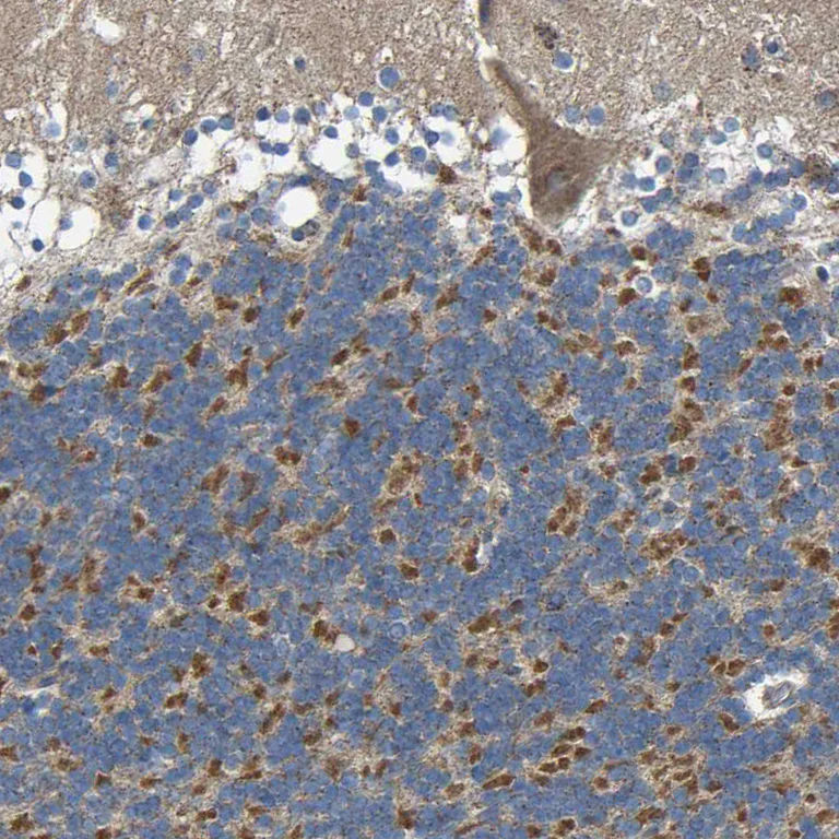 Immunohistochemistry (Formalin/PFA-fixed paraffin-embedded sections) - Anti-TMEM25 antibody (AB121362)