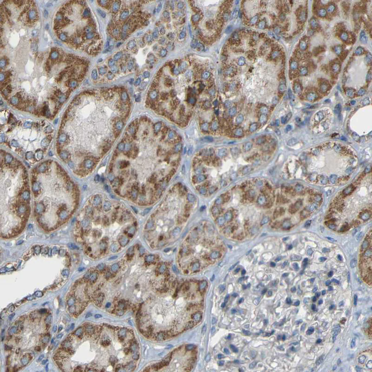 Immunohistochemistry (Formalin/PFA-fixed paraffin-embedded sections) - Anti-TMEM25 antibody (AB121362)