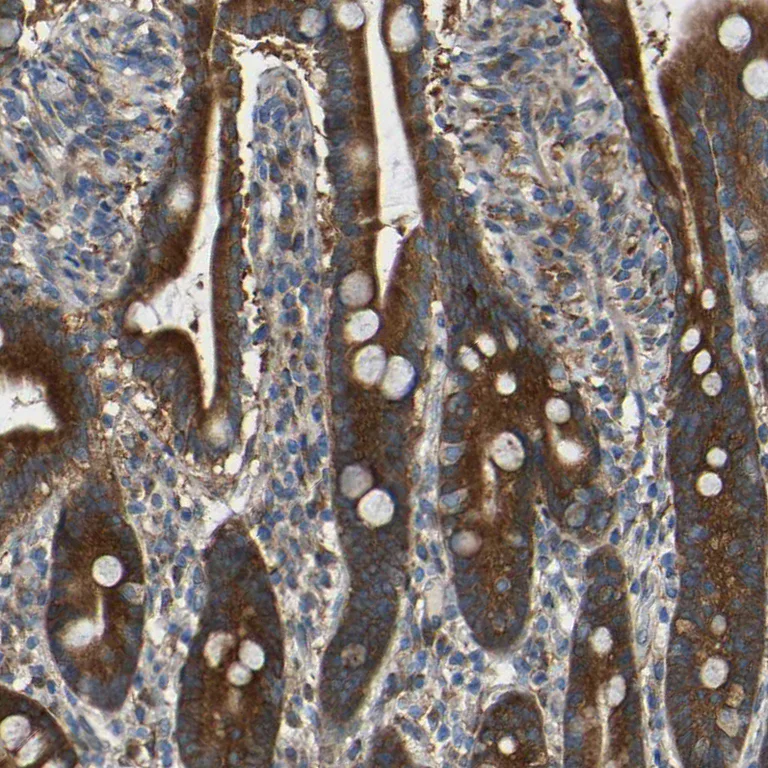 Immunohistochemistry (Formalin/PFA-fixed paraffin-embedded sections) - Anti-TMEM25 antibody (AB121362)