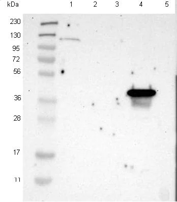 Western blot - Anti-TMEM25 antibody (AB121362)