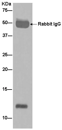 Immunoprecipitation - Anti-TMEM256 antibody [EPR12842] - BSA and Azide free (AB250454)