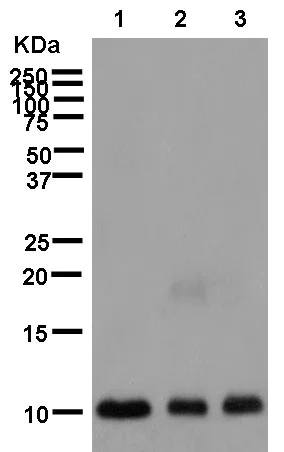 Western blot - Anti-TMEM256 antibody [EPR12842] - BSA and Azide free (AB250454)