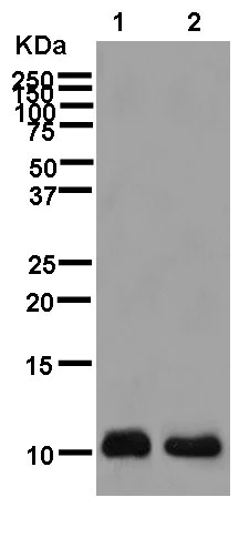 Western blot - Anti-TMEM256 antibody [EPR12842] - BSA and Azide free (AB250454)
