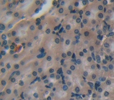 Immunohistochemistry (Formalin/PFA-fixed paraffin-embedded sections) - Anti-Tmem27 antibody (AB233531)