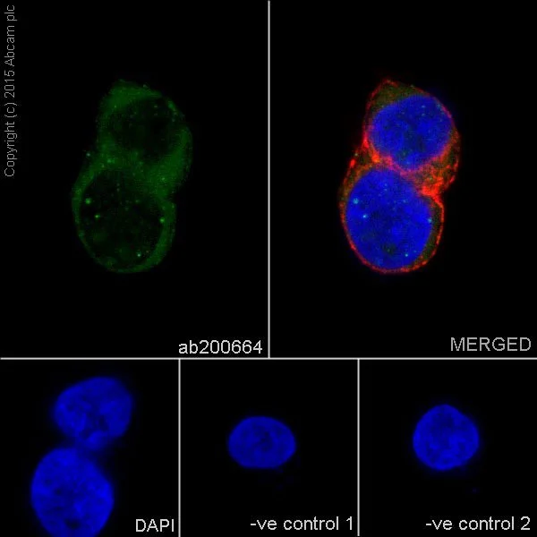 Immunocytochemistry/ Immunofluorescence - Anti-Tmem27 antibody [EPR17748] (AB200664)