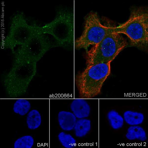 Immunocytochemistry/ Immunofluorescence - Anti-Tmem27 antibody [EPR17748] (AB200664)