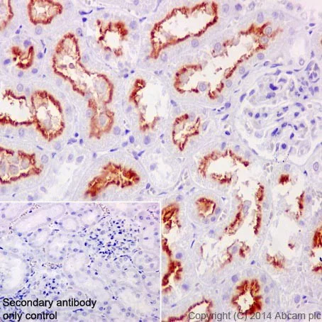 Immunohistochemistry (Formalin/PFA-fixed paraffin-embedded sections) - Anti-Tmem27 antibody [EPR17748] (AB200664)