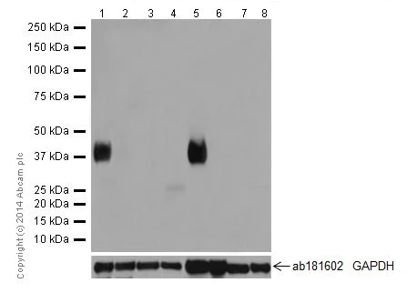 Western blot - Anti-Tmem27 antibody [EPR17748] (AB200664)