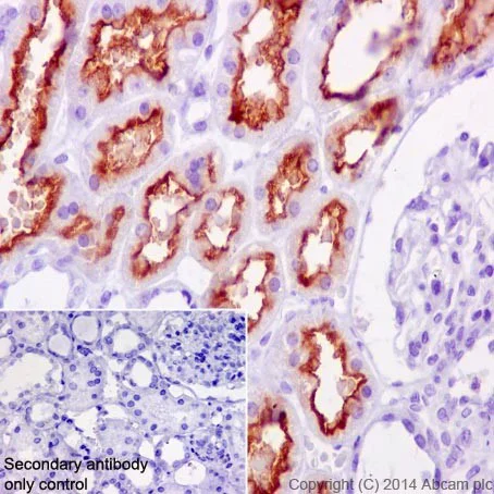 Immunohistochemistry (Formalin/PFA-fixed paraffin-embedded sections) - Anti-Tmem27 antibody [EPR17748] - BSA and Azide free (AB240356)