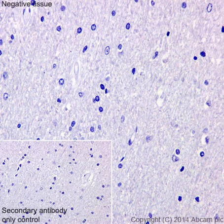 Immunohistochemistry (Formalin/PFA-fixed paraffin-embedded sections) - Anti-Tmem27 antibody [EPR17748] - BSA and Azide free (AB240356)
