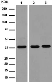 Western blot - Anti-TMEM30B antibody [EPR14409] (AB185944)