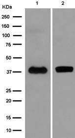 Western blot - Anti-TMEM30B antibody [EPR14409] (AB185944), expandable thumbnail