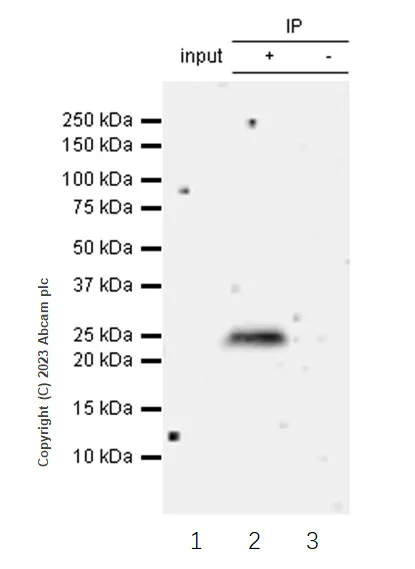 Immunoprecipitation - Anti-TMEM41B antibody [EPR28149-41] - BSA and Azide free (AB314764)