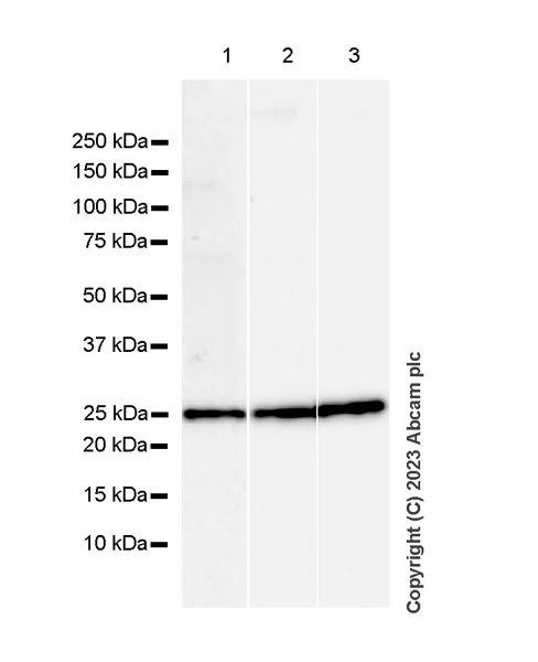 Western blot - Anti-TMEM41B antibody [EPR28149-41] - BSA and Azide free (AB314764)