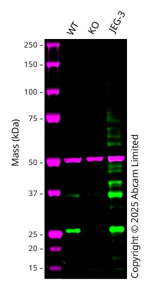 Western blot - Anti-TMEM41B antibody [EPR28149-41] - BSA and Azide free (AB314764)