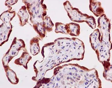 Immunohistochemistry (Formalin/PFA-fixed paraffin-embedded sections) - Anti-TMEM43 antibody [EPR15378(B)] - BSA and Azide free (AB250723)
