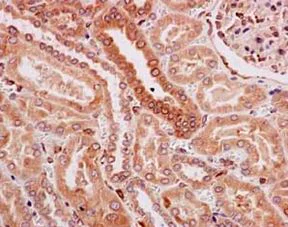Immunohistochemistry (Formalin/PFA-fixed paraffin-embedded sections) - Anti-TMEM43 antibody [EPR15378(B)] - BSA and Azide free (AB250723)