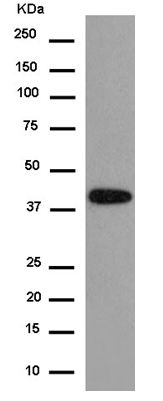 Western blot - Anti-TMEM43 antibody [EPR15378(B)] - BSA and Azide free (AB250723), expandable thumbnail