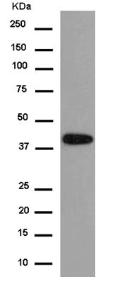 Western blot - Anti-TMEM43 antibody [EPR15378(B)] - BSA and Azide free (AB250723)