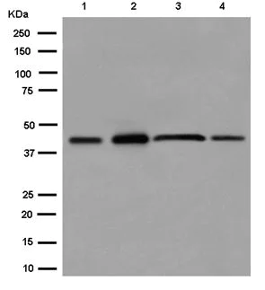Western blot - Anti-TMEM43 antibody [EPR15378(B)] - BSA and Azide free (AB250723)