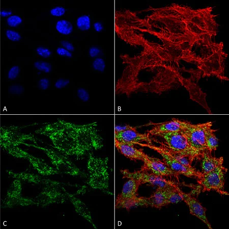 Immunocytochemistry/ Immunofluorescence - Anti-TMEM49/VMP1 antibody - C-terminal (AB240887)