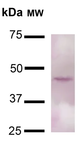 Western blot - Anti-TMEM49/VMP1 antibody - C-terminal (AB240887)