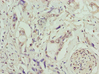 Immunohistochemistry (Formalin/PFA-fixed paraffin-embedded sections) - Anti-TMEM53 antibody (AB236854)