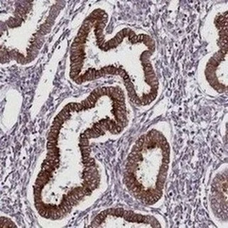Immunohistochemistry (Formalin/PFA-fixed paraffin-embedded sections) - Anti-TMEM56 antibody - C-terminal (AB188442)