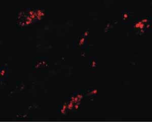 Immunofluorescence - Anti-TMEM59 antibody (AB105417), expandable thumbnail