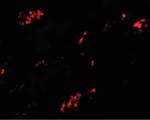 Immunofluorescence - Anti-TMEM59 antibody (AB105417)