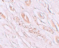 Immunohistochemistry paraffin embedded sections - Anti-TMEM59 antibody (AB105417), expandable thumbnail