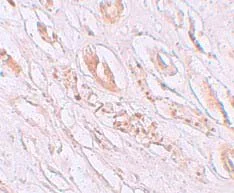 Immunohistochemistry paraffin embedded sections - Anti-TMEM59 antibody (AB105417)