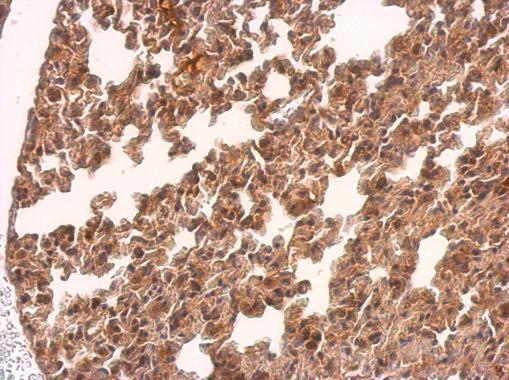Immunohistochemistry paraffin embedded sections - Anti-TMEM59 antibody (AB97597)