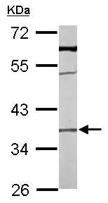 Western blot - Anti-TMEM59 antibody (AB97597)