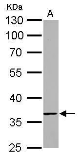 Western blot - Anti-TMEM59 antibody (AB97597)