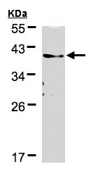 Western blot - Anti-TMEM59 antibody (AB97597)
