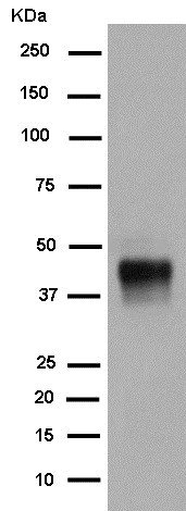 Western blot - Anti-TMEM59L antibody [EPR14975] - BSA and Azide free (AB250825)