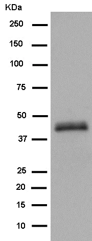 Western blot - Anti-TMEM59L antibody [EPR14975] - BSA and Azide free (AB250825)