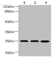 Western blot - Anti-TMEM65 antibody (AB236861)